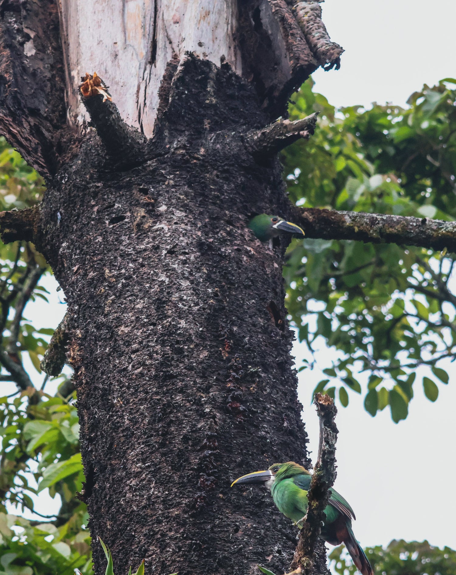 Birding Medellin Tour (Private Tour) Medellin Real Adventure