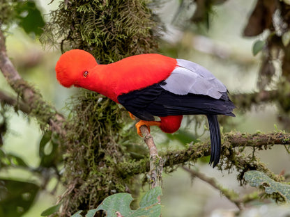 Jardin Birding Day Trip from Medellin (Andean Cock-of-the-Rocks & Oildbird targets)