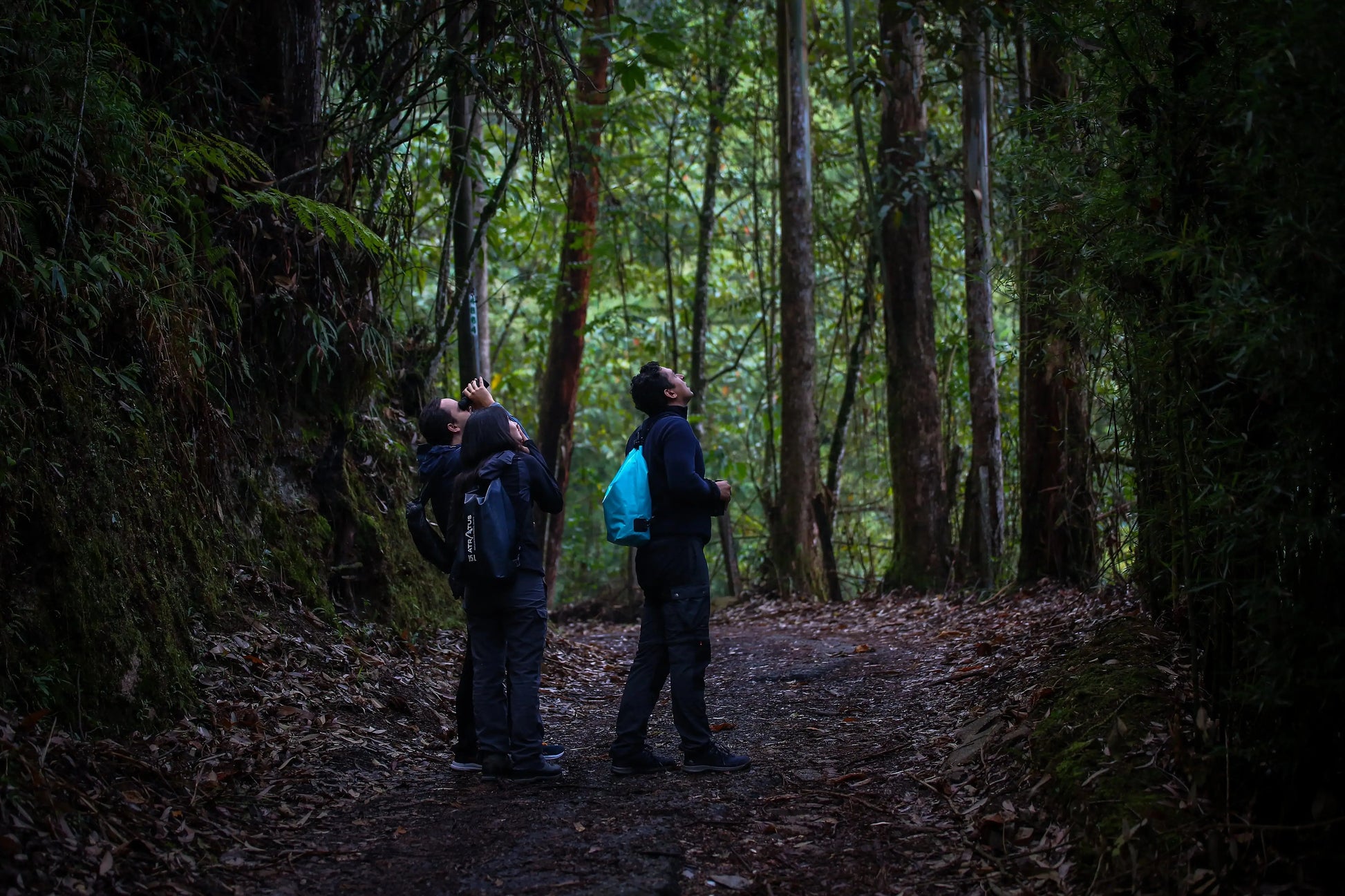 2 Participants (Private Tour) Medellín Birdwatching Half-Day Tour Medellin Real Adventure