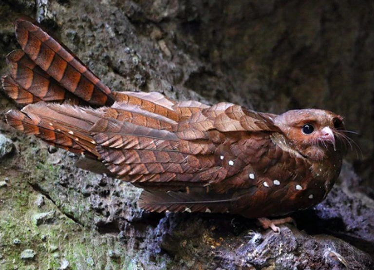 Jardin Birding Day Trip from Medellin (Andean Cock-of-the-Rocks & Oildbird targets)