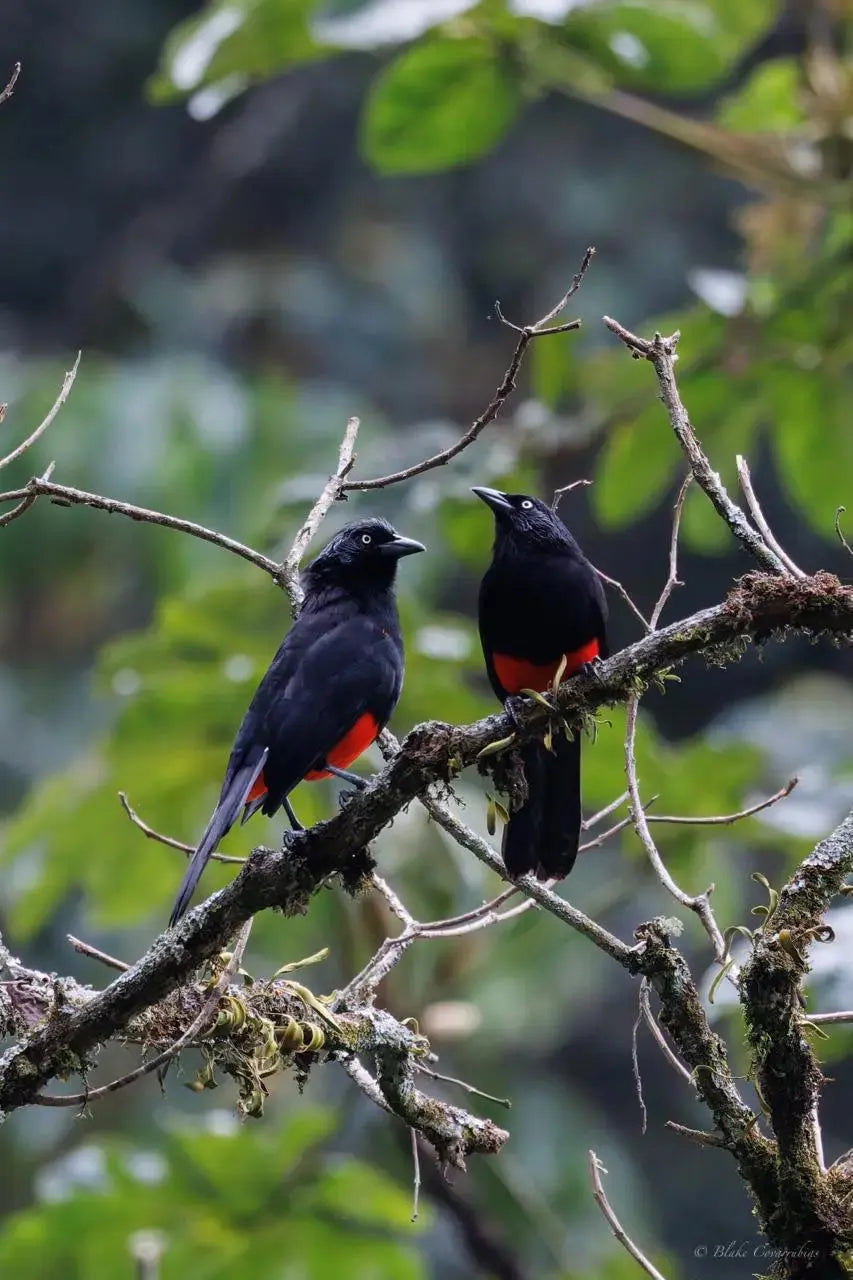 1 Participant (Private Tour) Medellín Birdwatching Half-Day Tour Medellin Real Adventure