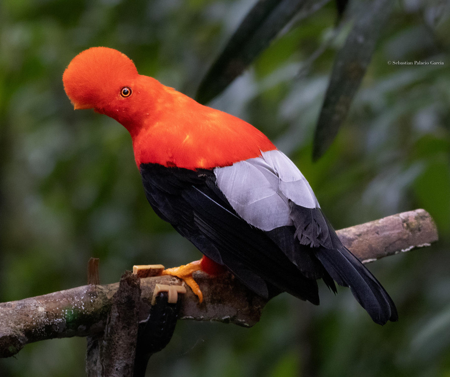 Jardin Birding Day Trip from Medellin (Andean Cock-of-the-Rocks & Oildbird targets)