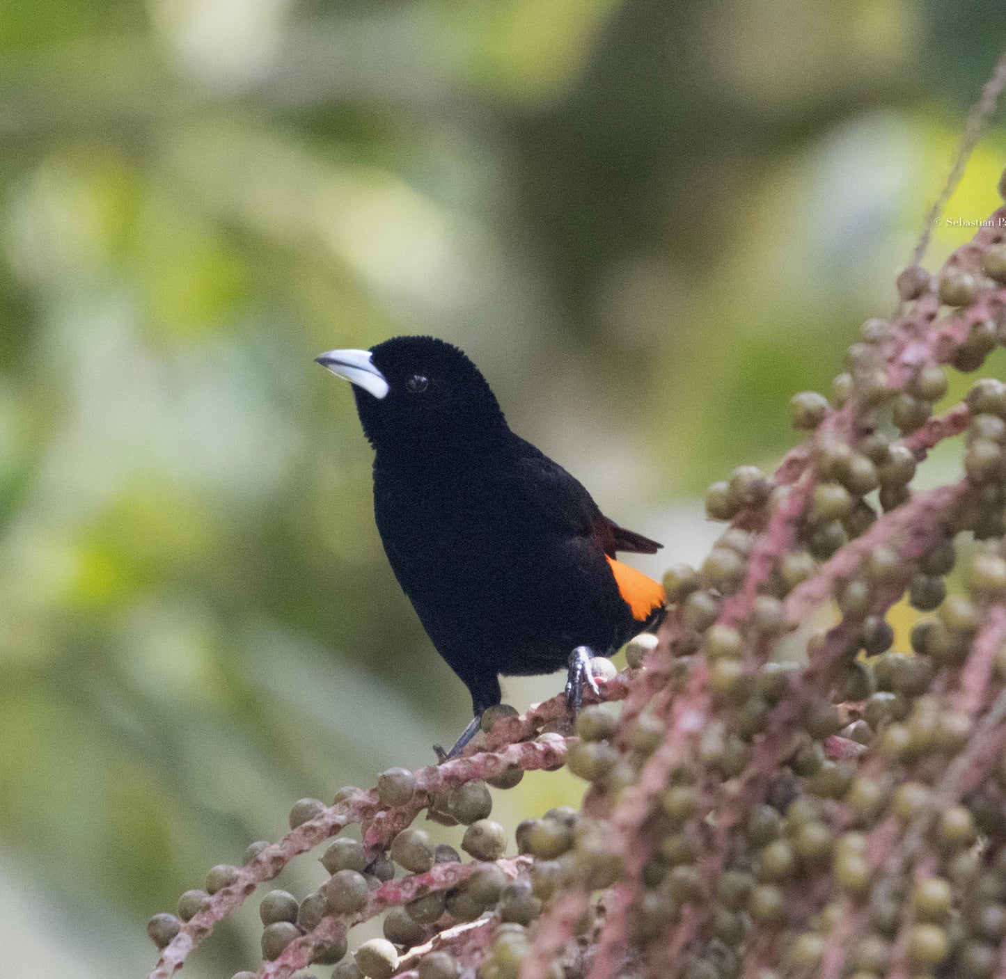Jardin Birding Day Trip from Medellin (Andean Cock-of-the-Rocks & Oildbird targets)